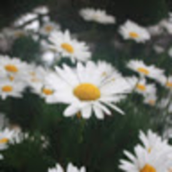 Meet your Posher, Ava - Picture 1 of 1